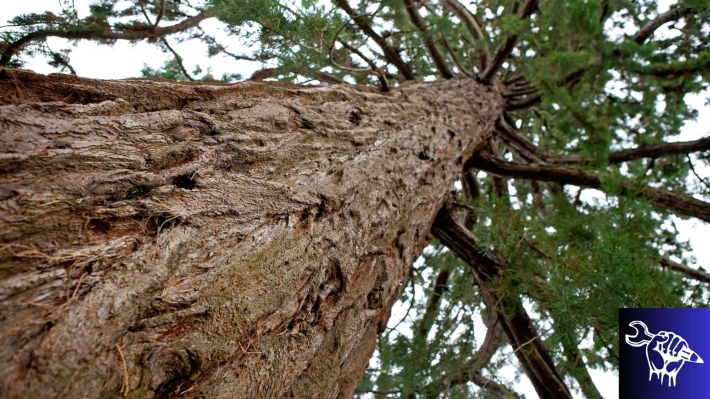 Cedar - natural beauty and smell